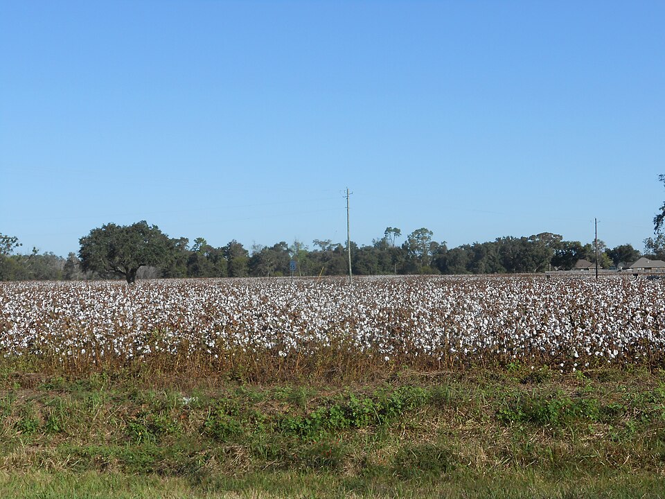 Cotton farming landscape in Alabama illustrating agricultural influence on local town centers